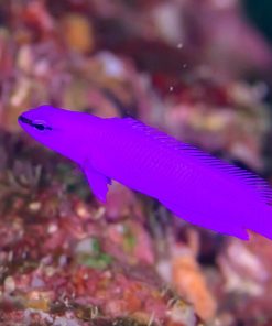 Orchid Dottyback