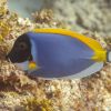 Powder Blue Tang