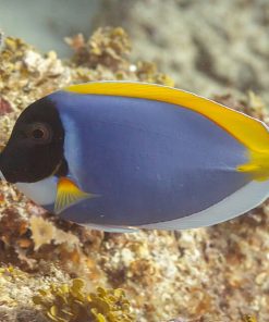 Powder Blue Tang