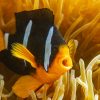 Clarkii Clownfish