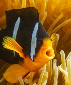 Clarkii Clownfish