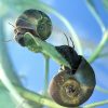 Ramshorn Snail