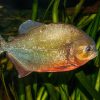 Red Belly Piranha