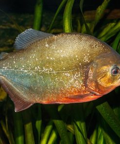 Red Belly Piranha