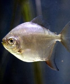 Silver Dollar Fish