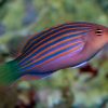 Six Line Wrasse