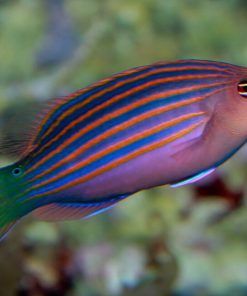 Six Line Wrasse