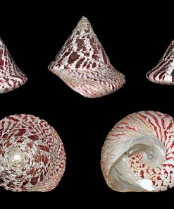 Trochus Snail