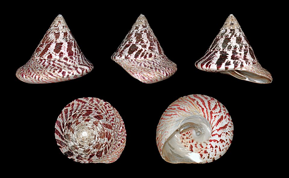 Trochus Snail
