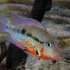 Firemouth Cichlid