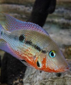 Firemouth Cichlid
