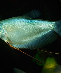 Moonlight Gourami