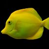 Yellow Tang