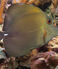 Scopas Tang