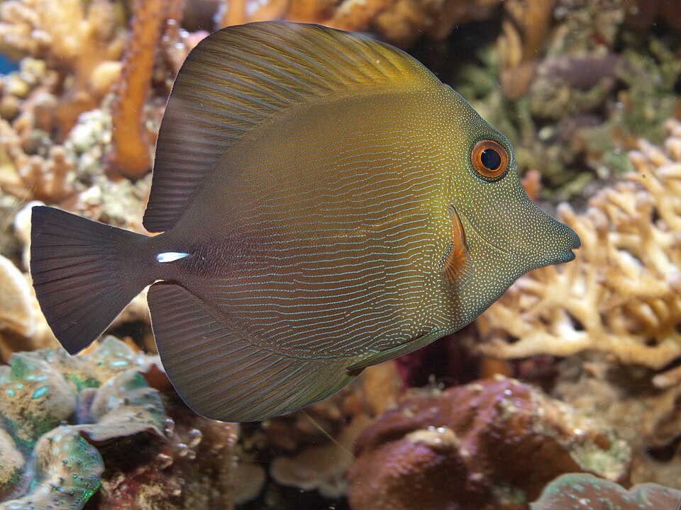 Scopas Tang