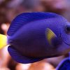 Purple Tang