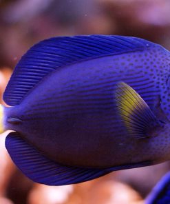 Purple Tang