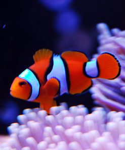 Percula Clownfish