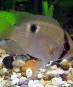 Keyhole Cichlid