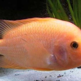 Red Devil Cichlid