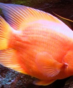 Blood Parrot Cichlid