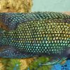 Jack Dempsey Cichlid