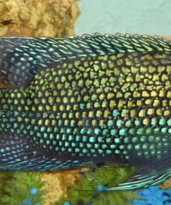 Jack Dempsey Cichlid