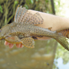 Common Pleco