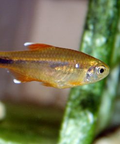 Silver Tip Tetra