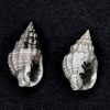 Nassarius Snail