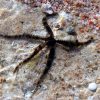 Serpent and Brittle Star
