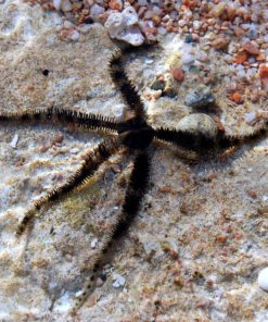 Serpent and Brittle Star